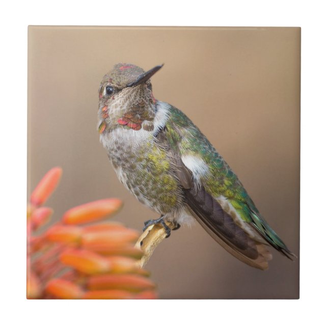 Anna's Hummingbird on Orange Aloe Blossom Ceramic Tile (Front)