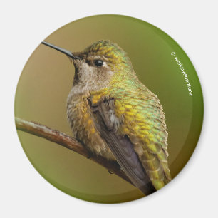 Anna's Hummingbird on Scarlet Trumpetvine Magnet