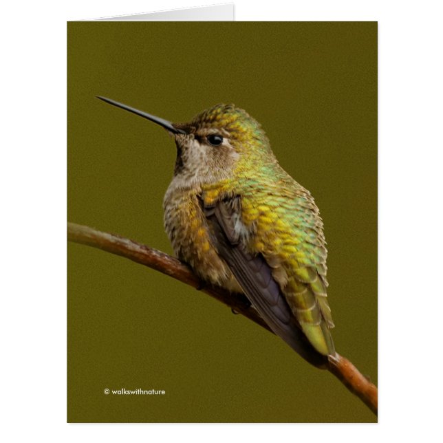 Anna's Hummingbird on the Scarlet Trumpetvine (Front)