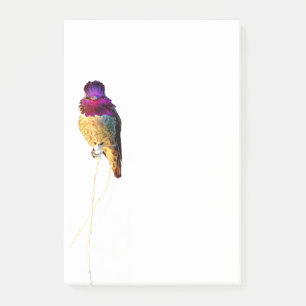 Anna's Hummingbird Photo 4x6 Notepad