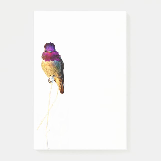 Anna's Hummingbird Photo 4x6 Notepad (Front)