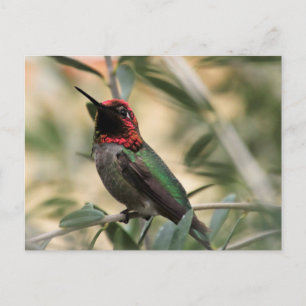 Anna's Hummingbird Photo Postcard