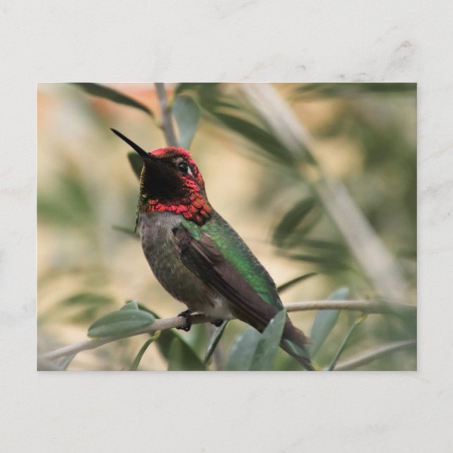 Anna's Hummingbird Photo  Postcard (Front)