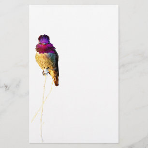Anna's Hummingbird Photo Stationery Paper