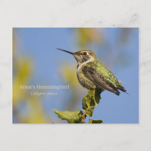 Anna's Hummingbird Postcard