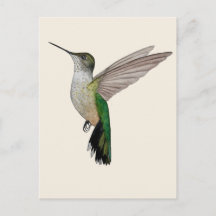 Anna's Hummingbird