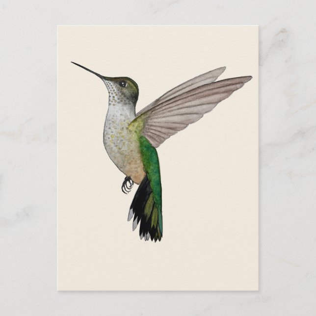 Anna's Hummingbird Postcard (Front)