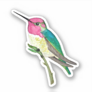 Anna's Hummingbird  Sticker