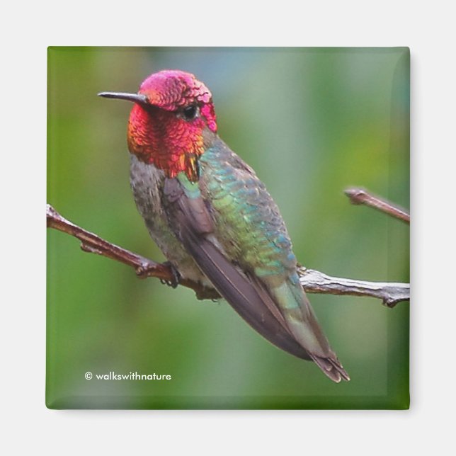 Anna's Hummingbird: This King Wears a Pink Crown Magnet (Front)