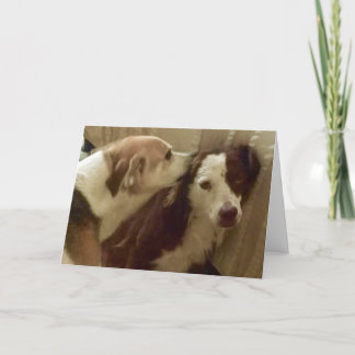 Anniversary card, 2 dogs cuddling card