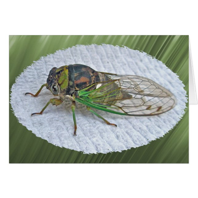 Annual Cicada Coordinating Items (Front Horizontal)