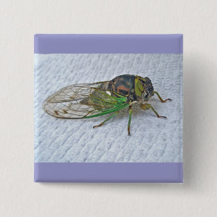 Annual Cicada Coordinating Items 15 Cm Square Badge
