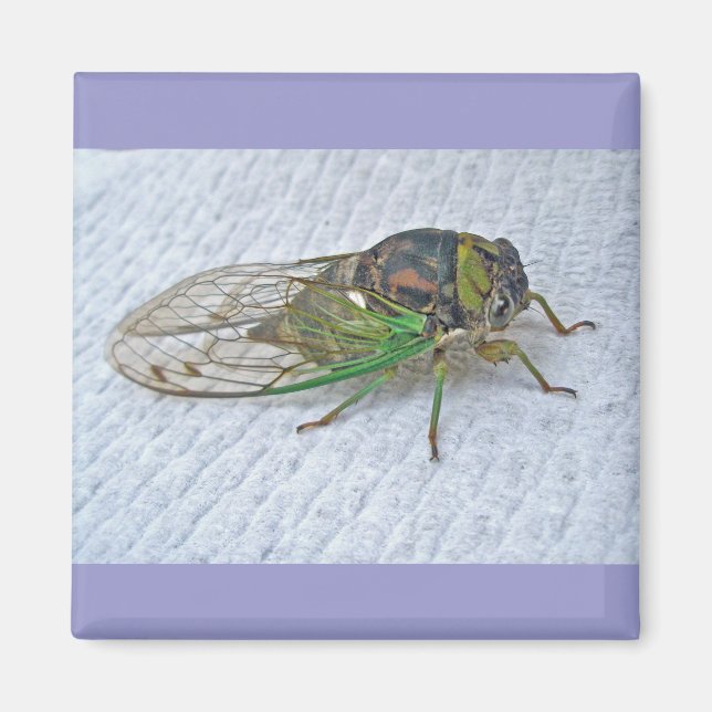 Annual Cicada Coordinating Items Magnet (Front)