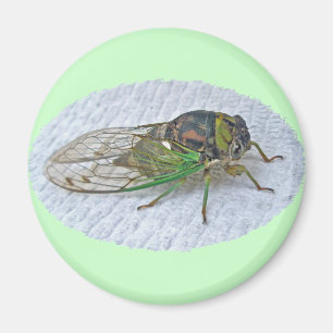 Annual Cicada Coordinating Items Magnet
