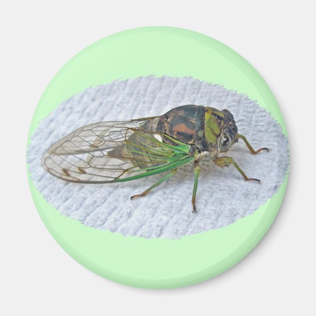 Annual Cicada Coordinating Items Magnet (Front)