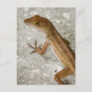 Anole #2 postcard