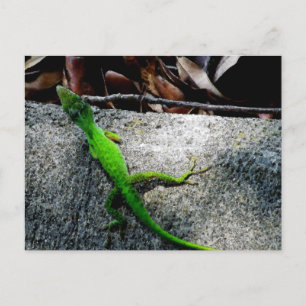 Anole 6704 postcard