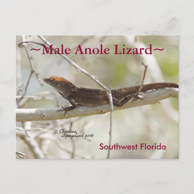 Anole lizard branch Florida Postcard (Front)