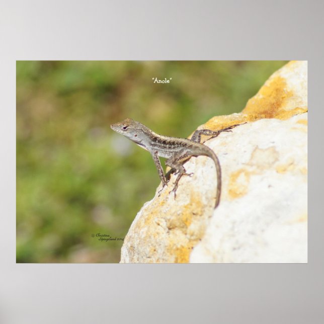 Anole Lizard Rock Poster or Print (Front)