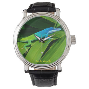 Anole Watch: Anolis allisoni Watch