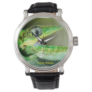 Anole Watch: Anolis equestris Watch