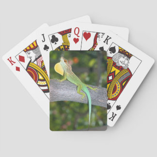 Anolis lividus playing cards