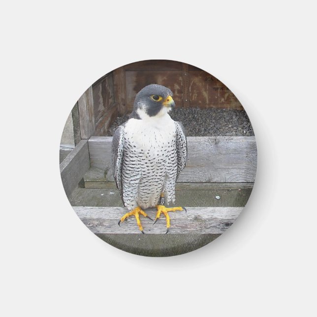 Another Archer Magnet (Front)