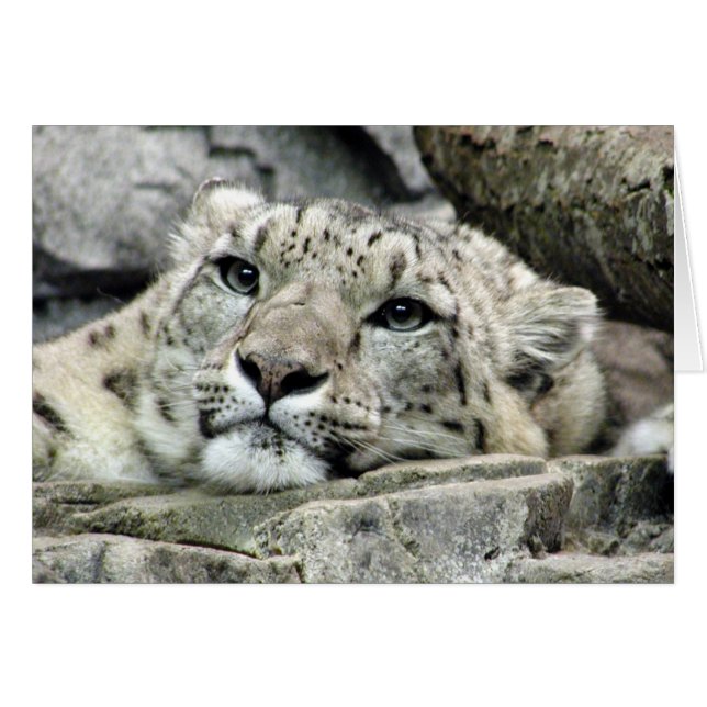 Another monday snow leopard (Front Horizontal)