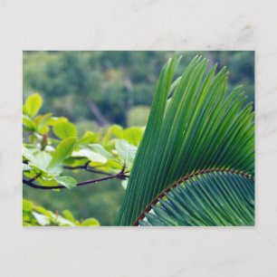 Another Palm leaf in rainforest of Indonesia. Postcard