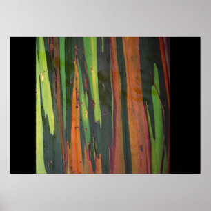 Another Rainbow Eucalyptus Poster