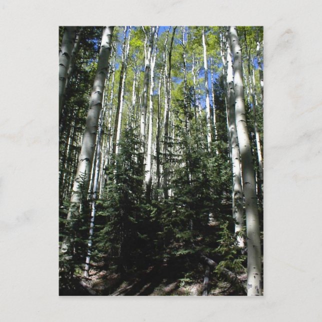 Another Spen Grove On The North Facing Slope Of Th Postcard (Front)