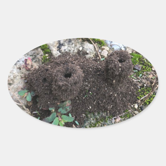 Ant Castle Oval Sticker (Front)