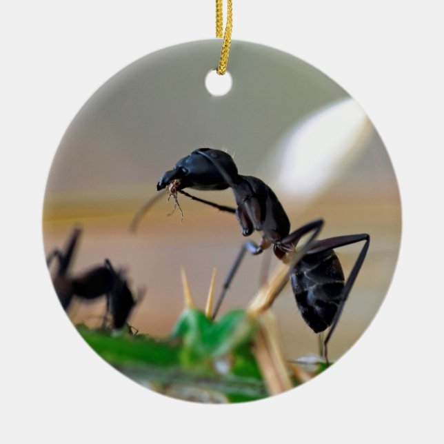 Ant eating insect ceramic tree decoration (Front)