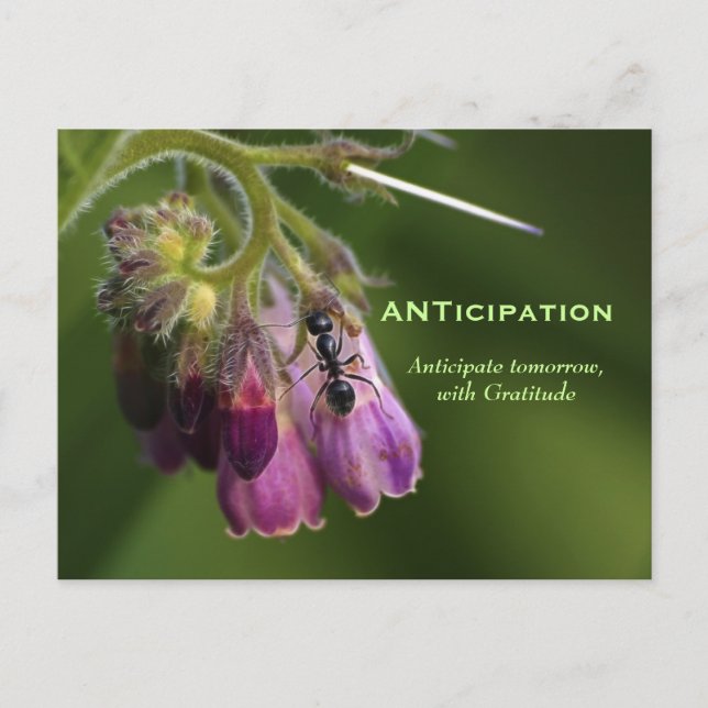 Ant & Flower Gratitude Motivational Postcards (Front)