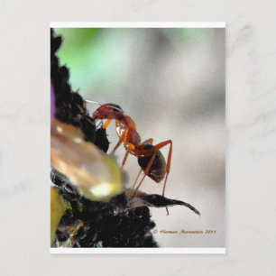 ant g postcard
