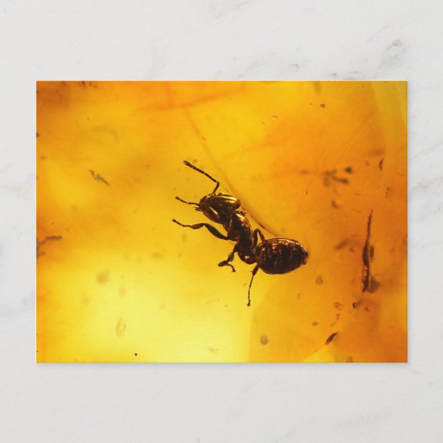 Ant inside amber postcard (Front)