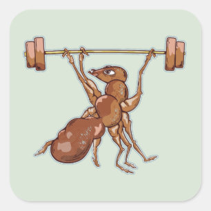 Ant lifting weights square sticker