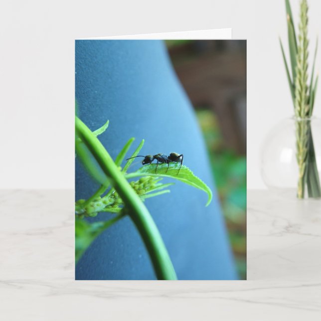 Ant on a Leaf Greeting Cards (Front)