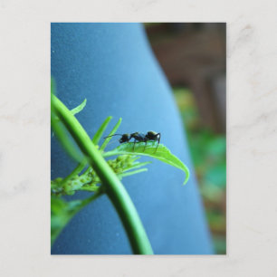 Ant on a Leaf Post Cards