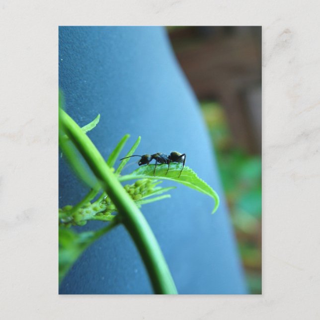 Ant on a Leaf Post Cards (Front)