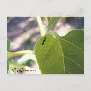 Ant on Leaf Postcard