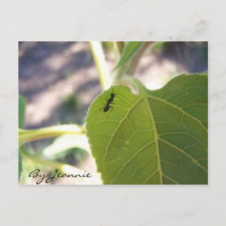 Ant on Leaf Postcard