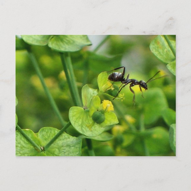Ant Postcard (Front)