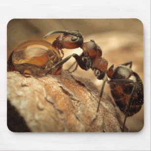 Ant & Water Drop Fine Art Mouse Pad