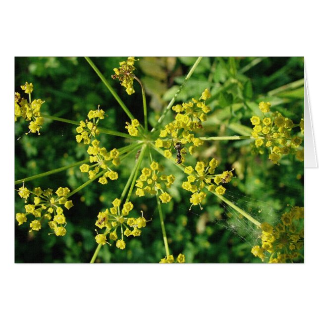 Ant, Web, and Weed (Front Horizontal)