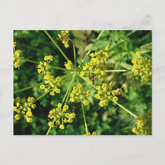 Ant, Web, and Weed Postcard (Front)