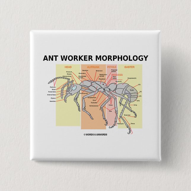 Ant Worker Morphology 15 Cm Square Badge (Front)