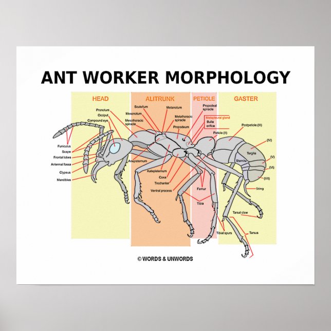 Ant Worker Morphology (Worker Ant Entomology) Poster (Front)