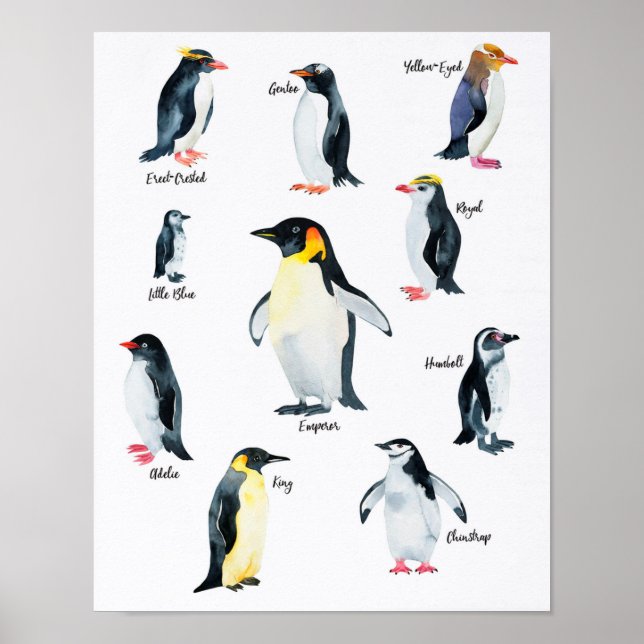 " Antarctic: 2021/today - PINGUIN species ... Poster (Front)