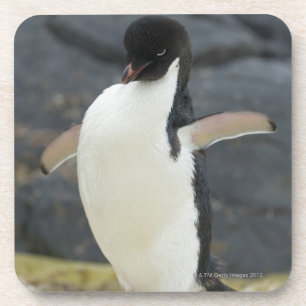 Antarctic Coaster